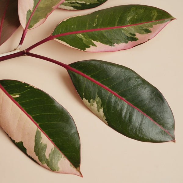 Belize Rubber Plant