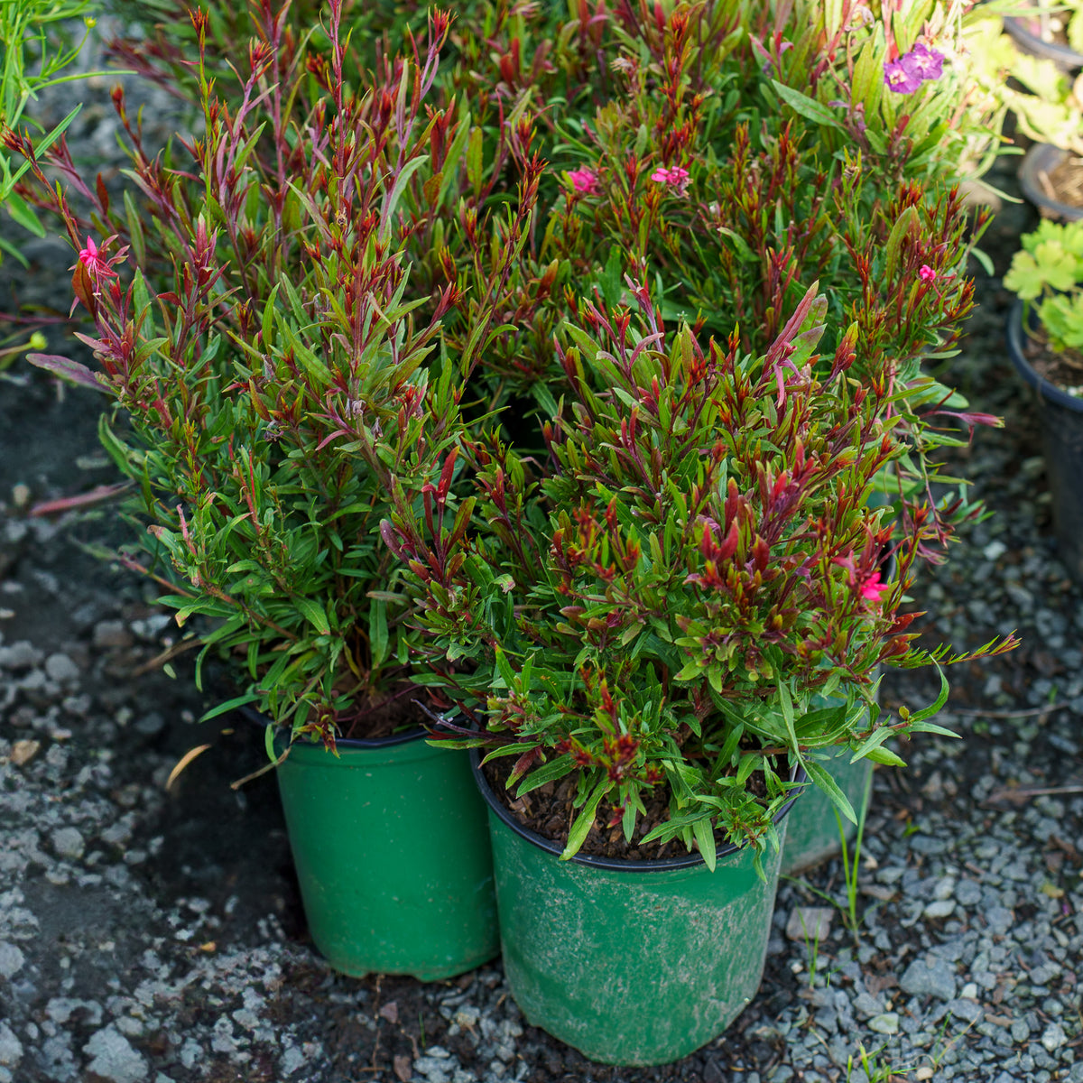 Belleza Dark Pink Wand Flower – Plant Detectives