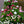 Load image into Gallery viewer, Bellissima Rose English Daisy