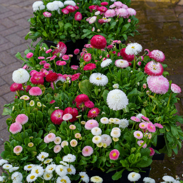 Bellissima Rose English Daisy
