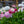 Load image into Gallery viewer, Bellissima Rose English Daisy