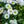 Load image into Gallery viewer, Bellissima White English Daisy