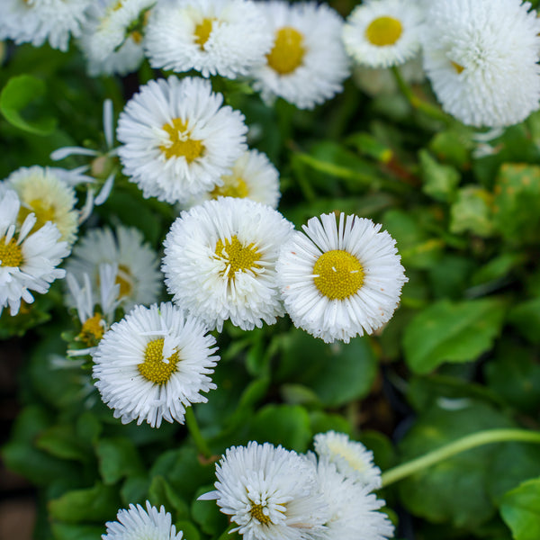 Bellissima White English Daisy