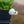 Load image into Gallery viewer, Bellissima White English Daisy