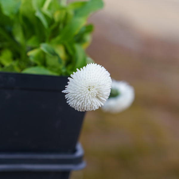 Bellissima White English Daisy