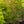 Load image into Gallery viewer, Beni Kawa Japanese Maple