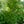 Load image into Gallery viewer, Beni Kawa Japanese Maple