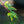 Load image into Gallery viewer, Beni Kawa Japanese Maple
