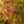 Load image into Gallery viewer, Beni Komachi Japanese Maple