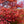 Load image into Gallery viewer, Beni Maiko Japanese Maple - Japanese Maple - Japanese Maples
