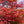 Load image into Gallery viewer, Beni Maiko Japanese Maple - Japanese Maple - Japanese Maples