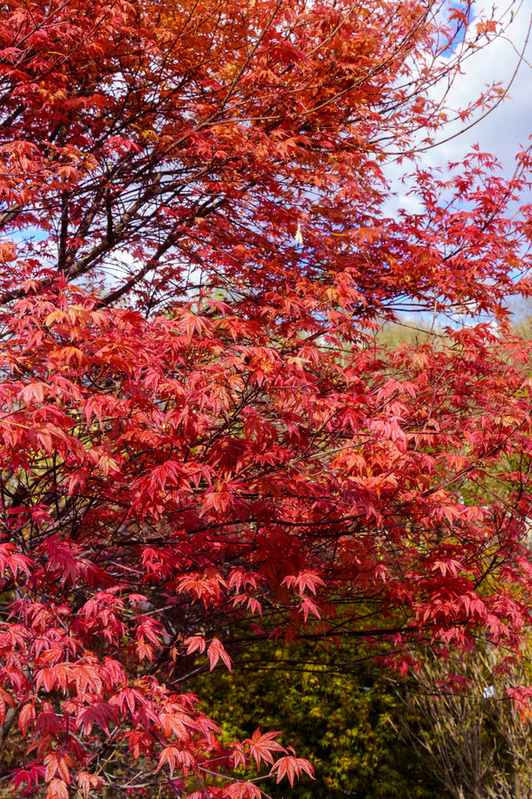 Beni Maiko Japanese Maple - Japanese Maple - Japanese Maples