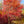 Load image into Gallery viewer, Beni Maiko Japanese Maple - Japanese Maple - Japanese Maples