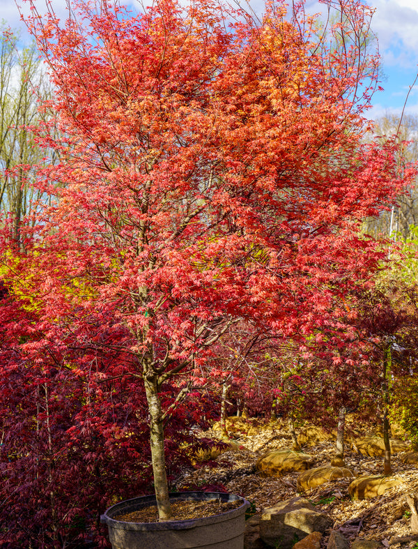Beni Maiko Japanese Maple - Japanese Maple - Japanese Maples