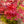 Load image into Gallery viewer, Beni Maiko Japanese Maple - Japanese Maple - Japanese Maples