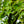 Load image into Gallery viewer, Beni Maiko Japanese Maple