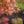 Load image into Gallery viewer, Beni Otake Japanese Maple