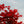 Load image into Gallery viewer, Beni Otake Japanese Maple - Japanese Maple - Japanese Maples