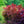 Load image into Gallery viewer, Beni Otake Japanese Maple - Japanese Maple - Japanese Maples