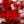Load image into Gallery viewer, Beni Otake Japanese Maple - Japanese Maple - Japanese Maples