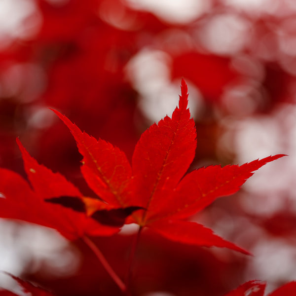 Beni Otake Japanese Maple - Japanese Maple - Japanese Maples