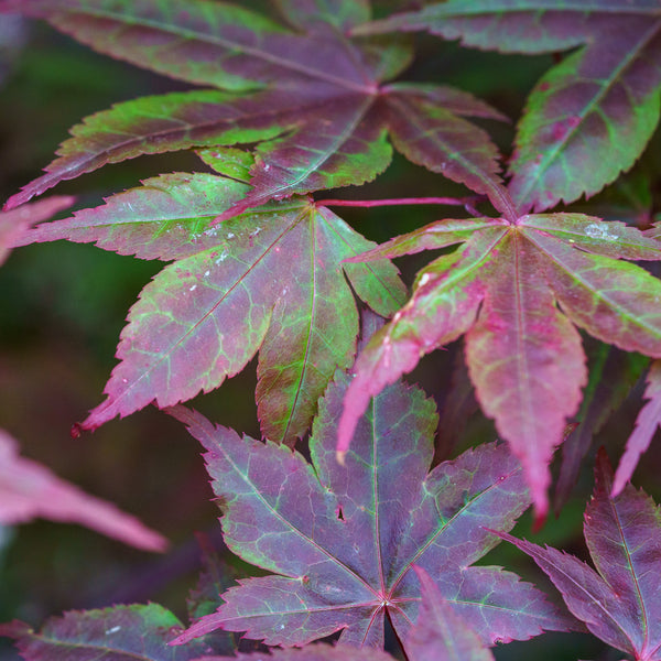 Beni Otake Japanese Maple - Japanese Maple - Japanese Maples