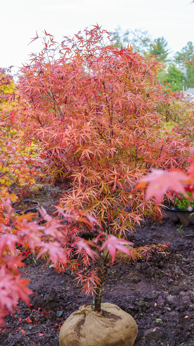 Beni Otake Japanese Maple – Plant Detectives
