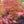 Load image into Gallery viewer, Beni Otake Japanese Maple