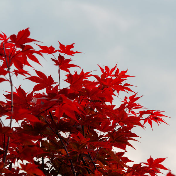 Beni Otake Japanese Maple - Japanese Maple - Japanese Maples