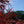 Load image into Gallery viewer, Beni Otake Japanese Maple