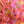 Load image into Gallery viewer, Beni Otake Japanese Maple
