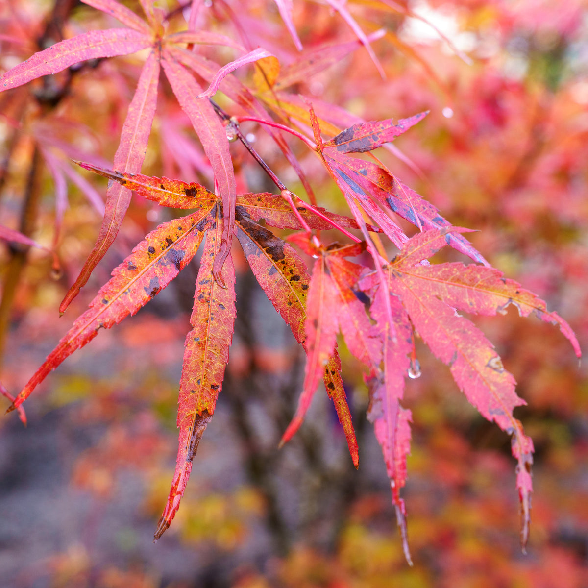 その他 MapleTree Beni Otake Japanese Maple – Plant Detectives