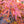 Load image into Gallery viewer, Beni Otake Japanese Maple
