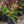 Load image into Gallery viewer, Berry Canary Digiplexis