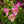 Load image into Gallery viewer, Berry Canary Digiplexis