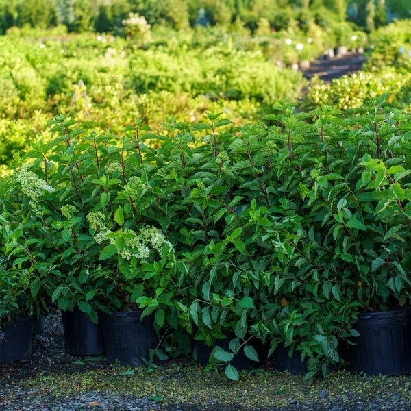 Berry White Panicle Hydrangea