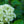 Load image into Gallery viewer, Berry White Panicle Hydrangea