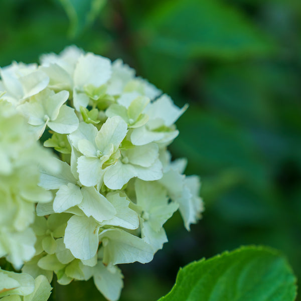 Berry White Panicle Hydrangea