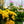 Load image into Gallery viewer, Assorted Kalanchoe - Other Houseplants - Houseplants