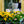 Load image into Gallery viewer, Assorted Kalanchoe - Other Houseplants - Houseplants