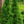 Load image into Gallery viewer, Big Berta White Spruce