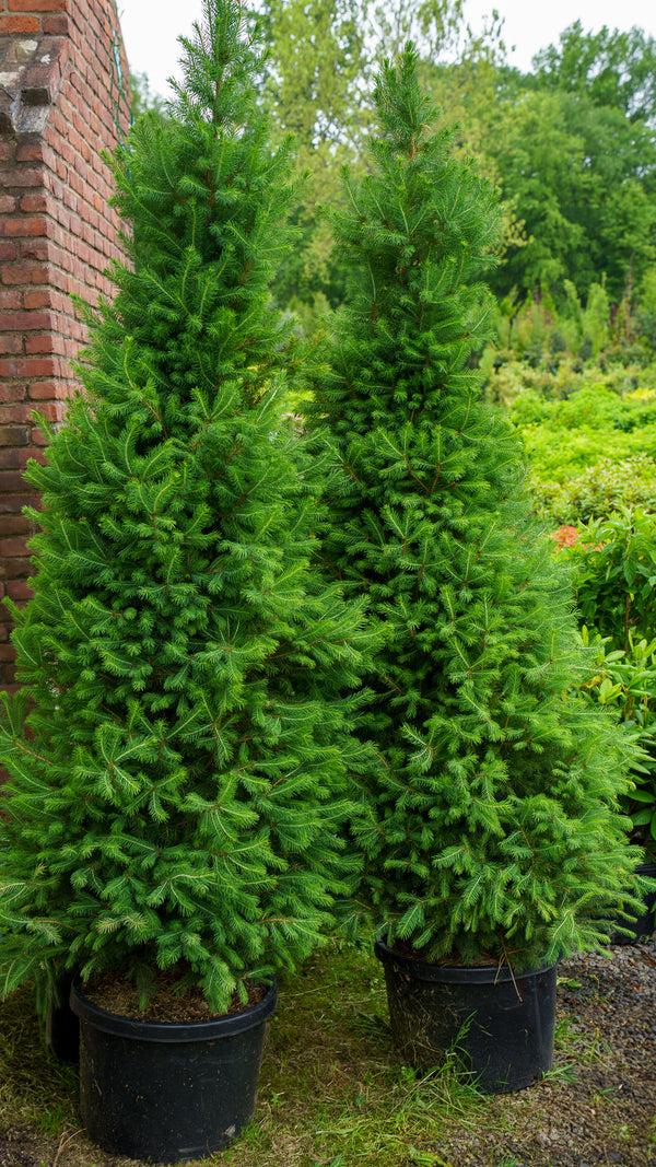 Big Berta White Spruce