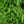 Load image into Gallery viewer, Big Berta White Spruce