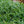 Load image into Gallery viewer, Big Blue Lily Turf - Grasses - Perennials