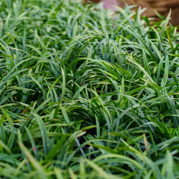 Big Blue Lily Turf - Grasses - Perennials