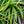 Load image into Gallery viewer, Big Blue Lily Turf - Grasses - Perennials