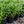 Load image into Gallery viewer, Big Blue Lily Turf - Grasses - Perennials