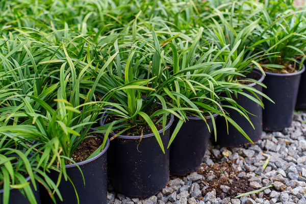 Big Blue Lily Turf - Grasses - Perennials