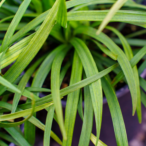 Big Blue Lily Turf - Grasses - Perennials