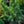 Load image into Gallery viewer, Big Blue Swiss Stone Pine